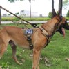 ICEFANG GN8 Tactical Dog Harness with 4X Metal Buckles for
