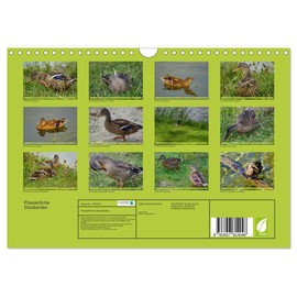 Possierliche Stockenten (Wandkalender 2026 DIN A4 quer), CALVENDO Monatskalender