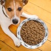 Dog Food and Water Bowl AntiSlip Base Stainless Steel Pet