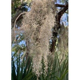 Live Spanish Moss, Live French Moss in 1-2 Gallon Box