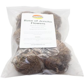 Govinda - Rose of Jericho Flower - Pack of 6
