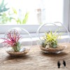 Mkono Plant Terrarium Display Glass Tabletop Succulent Air Plant Planter