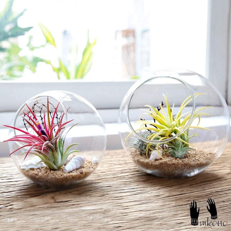 Mkono Plant Terrarium Display Glass Tabletop Succulent Air Plant Planter