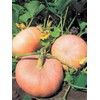 TomorrowSeeds - Jaune De Paris Pink Pumpkin Seeds - 20+
