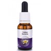 Living Essences Yellow Boronia 15ml