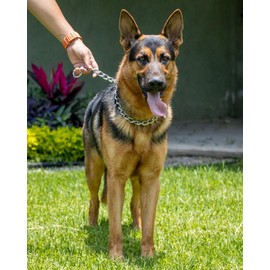 Genérico Collar de Entrenamiento, Adiestramiento de Perros, Cadena Collar, Ajustable para adiestramiento de Perros medianos y Grandes (Grande)