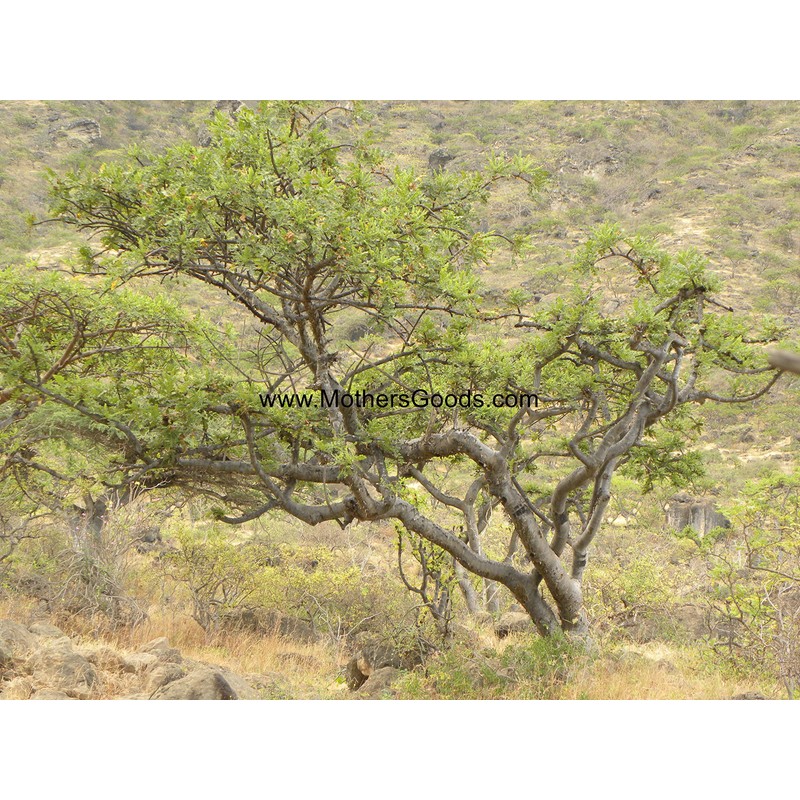 Incense from Oman - Small Tears (Boswellia Sacra) - 50