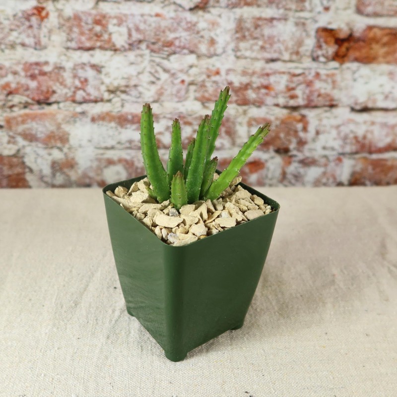 Stapelia scitula Cacti Cactus Succulent Real Live Plant