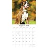 Paw Prints Range Boxers 2018 Square Wall Calendar