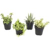 Altman Plants Assorted Live Succulents Desk Buddy Collection Easy Care