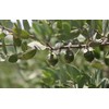 MUJI Moisturizing Jojoba Oil 200ml