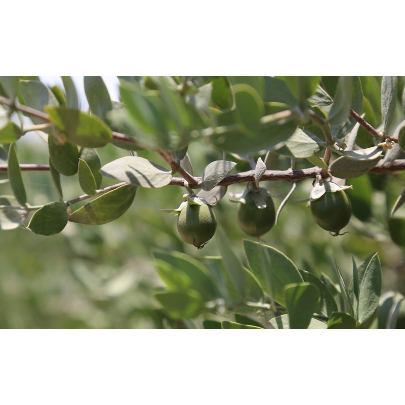 MUJI Moisturizing Jojoba Oil 200ml