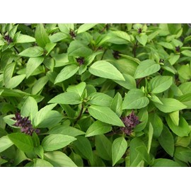 Thai Basil Seeds Heirloom"Siam Queen" by Liliana's Garden