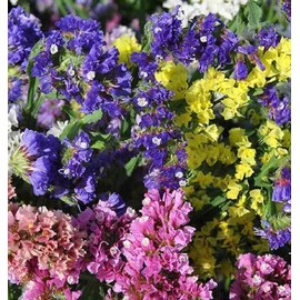 David's Garden Seeds Flower Statice Formula Mix 50 Non-GMO, Heirloom Seeds