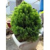 Fresh Oriental Arborviate (Platycladus orientalis), 30 seeds