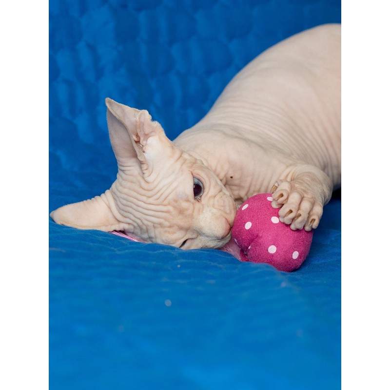 Nekomote Ball with Wings