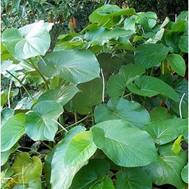 Palm Beach Medicinal Herbs - Mexican Pepperleaf (Piper auritum) - Packet of 20 Seeds