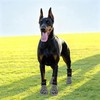4 PCS Calcetines Antiderrapantes Perro, Zapatos Perro, para Perro