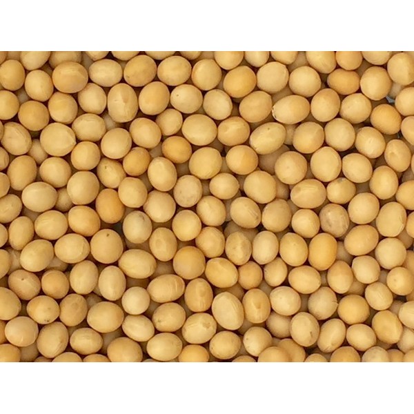 Premium Grade Non-GMO Soybeans Bulk Great Price (5 Pounds)