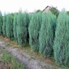 MySeeds.Co Brand - Juniperus scopulorum (Rocky Mountain Juniper) Tree Seed