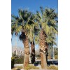 Fresh 50+ Seeds Washingtonia Filifera California Fan Palm #03, Fresh