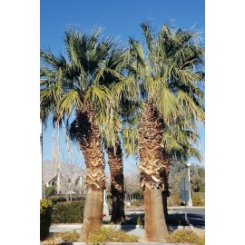 Fresh 50+ Seeds Washingtonia Filifera California Fan Palm #03, Fresh 2024 Seeds