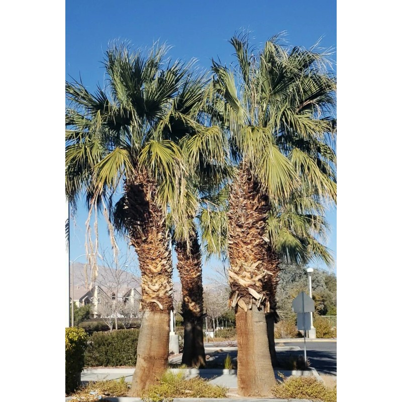 Fresh 50+ Seeds Washingtonia Filifera California Fan Palm #03, Fresh