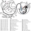 PPNZQAUT T56 DBC LS1 LS6 Standalone Wiring Harness Compatible with