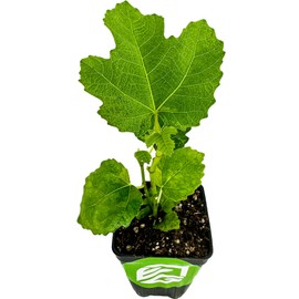 LSU Gold Fig Tree Starter Plant - Ficus carica by Wellspring Gardens - Fig Live Plants- Fig Tree - Fig Plant - Fig Trees Live Plants for Plants Enthusiast