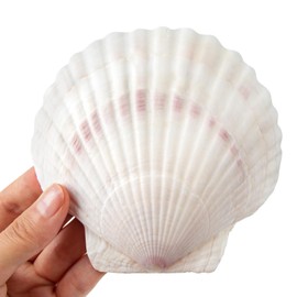 Scallop Shells White Natural Seashell 8 PCS for DIY Craft Mermaid Beach Wedding Home Decoration(4-5inch)