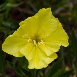 Outsidepride 1000 Seeds Perennial Oenothera Missouriensis Dwarf Evening Primrose Wild Flower Seeds for Planting