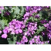 NIKA SEEDS - Seeds Silver Dollar Flowers (Money Plant) Lunaria