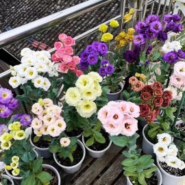 20 SEEDS mixed colors LISIANTHUS (Prairie Gentian) Eustoma flower bed USA Seller