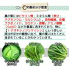 Organic Kyoto Prefecture Mulberry Leaf Tea 0.1 oz (3 g)