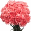 Cut Flowers - 100 stems Carnations - Fresh Flowers (Pink)