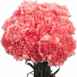 Cut Flowers - 100 stems Carnations - Fresh Flowers (Pink)