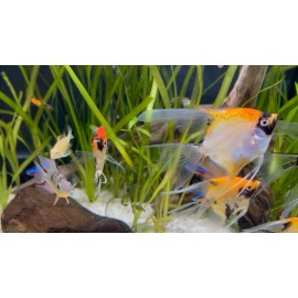 Canadian Aqua Farm Freeze Dried Tubifex Discus Worm Cubes Fish Food Alternative To Black Worms - 200 Grams