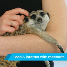 Activity Superstore Meet the Meerkats for Two Gift Experience Voucher, Available at 3 UK Locations, Experience Days, Animal Gifts, Couples Gifts, Kids Gifts