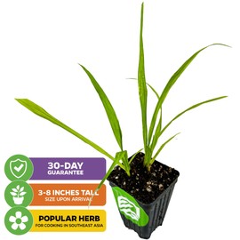 Lemongrass Live Plant - Cymbopogon citratus - Wellspring Gardens Starter Plant - Edible Herb Plant for Cooking Southeast Asian Cuisine - Mosquito Repellent Plant - Indoor & Outdoor Home Garden