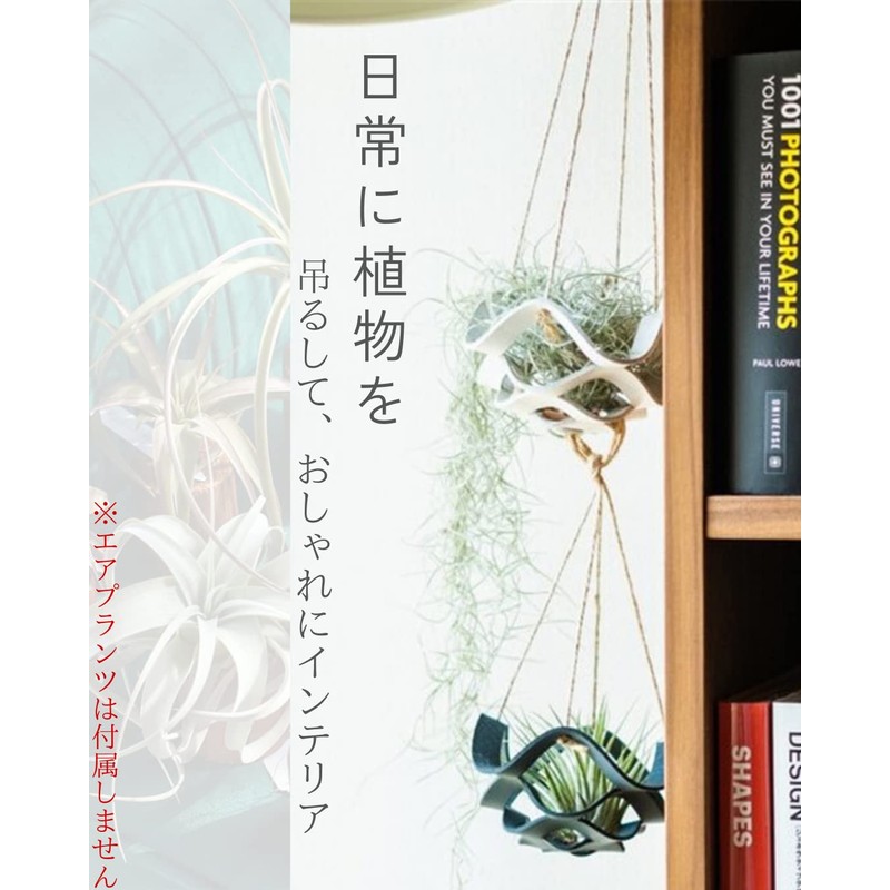 Crazy Bloom Air Plant Holder, Hanging Chain, Air Plants, Hanging