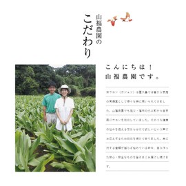 Yakushima Autumn Turmeric 600 Tablets (2 Months Supply), Curcumin Rich Yakushima Turmeric Supplement, No Pesticides and Chemical Fertilizers