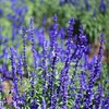 Outsidepride Blue Sage Salvia Farinacea Wild Flower Plant Seeds -