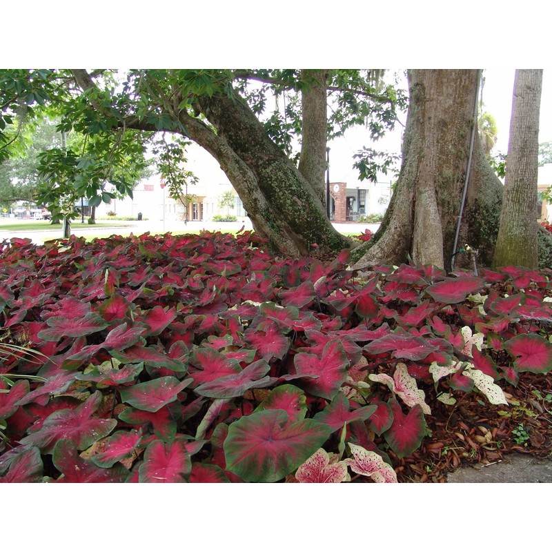 Postman Joyner Caladium Bulb - Fancy Leaf Caladium - 1