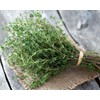 SeedsUP - 500+ Seeds Thyme - Herb Green