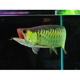 Aquatic Foods Inc. 7.5mm - 45% Protein Premium Floating Cichlid Pellets, Premium Pellets for All Tropical Fish, Koi and Pond Fish - 1/2 lb