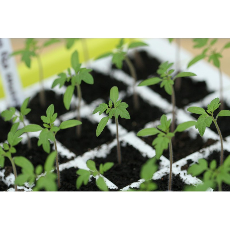 BUSTASEED Tip Out Propagation Kit - Sustainable, Reusable and Extra
