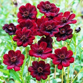 1000+ Cosmos Atrosanguineus Flower Seeds for Planting Outdoors Attract Bees & Butterflies