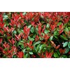 Photinia Red Tip - 30 Live Plants - Photinia x