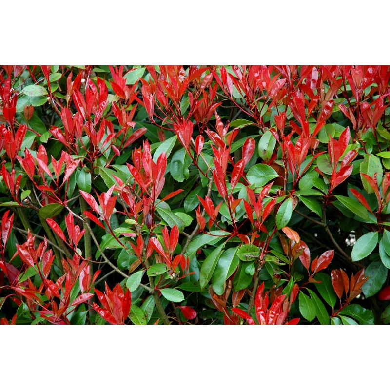 Photinia Red Tip - 30 Live Plants - Photinia x