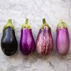 RAISE ME UP: Seeds Eggplant Long Mix Non GMO Heirloom